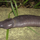 Image for article titled 12 More Real Animals We Can’t Believe Aren't Pokémon